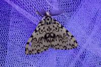 Lymantria monacha