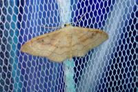 Idaea rubraria