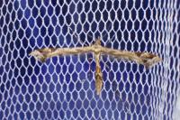 Amblyptilia acanthadactyla