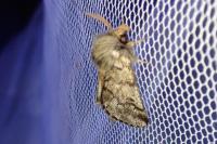 Thaumetopoea pityocampa