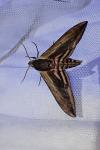Sphinx ligustri