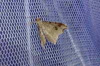 Macaria alternata