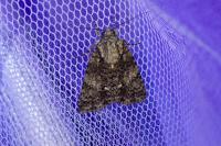 Acronicta rumicis