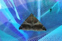 Dysgonia algira