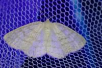 Cabera exanthemata