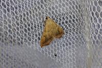 Endotricha flammealis