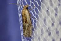 Eucosma cana