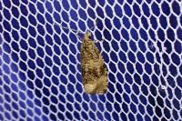 Celypha lacunana