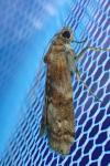 Phycita roborella