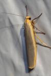 Manulea complana