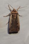 Ochropleura plecta