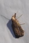 Schrankia costaestrigalis