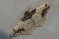 Ligdia adustata