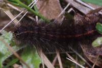 Spilosoma lubricipeda