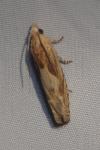 Eucosma gr. hohenwartiana