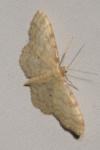 Idaea fuscovenosa