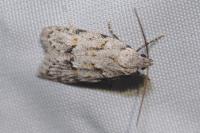 Symmoca signatella