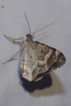 Epirrhoe alternata