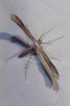 Stenoptilia