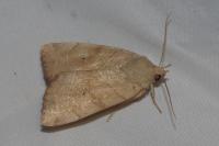 Cosmia trapezina
