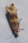 Celypha cespitana