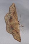 Cyclophora porata