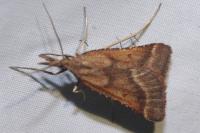 Synaphe punctalis