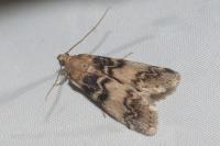 Euzophera pinguis