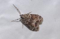 Eudonia mercurella