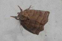 Ipimorpha retusa