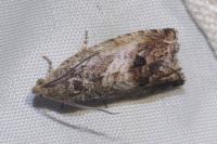 Cydia splendana
