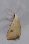 Rivula sericealis