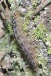 Lymantria dispar