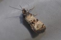 Cochylis atricapitana