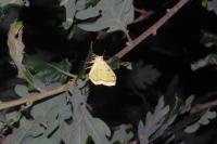 Opisthograptis luteolata