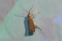 Crassa unitella