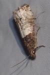 Notocelia roborana