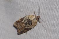 Acleris variegana