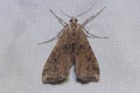 Cataclysta lemnata
