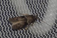 Blastobasis glandulella