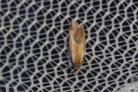 Batia lunaris