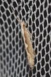 Plutella xylostella