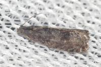 Grapholita molesta