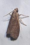 Assara conicolella