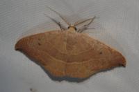 Watsonalla uncinula
