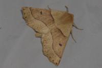 Crocallis elinguaria