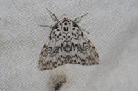 Lymantria monacha