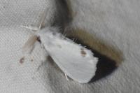 Sphrageidus similis