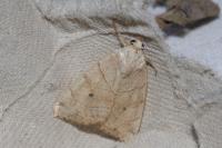 Cosmia trapezina