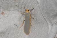 Manulea complana